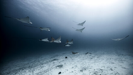 Unterwasseransicht von gefleckten Adlerrochen, die in der Nähe des Meeresbodens schwimmen, Cancun, Quintana Roo, Mexiko - ISF06215