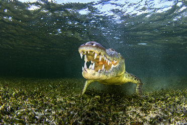 Unterwasserporträt eines amerikanischen Salzwasserkrokodils auf dem Meeresgrund, Xcalak, Quintana Roo, Mexiko - ISF06216