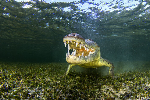 Unterwasserporträt eines amerikanischen Salzwasserkrokodils auf dem Meeresgrund, Xcalak, Quintana Roo, Mexiko - ISF06216