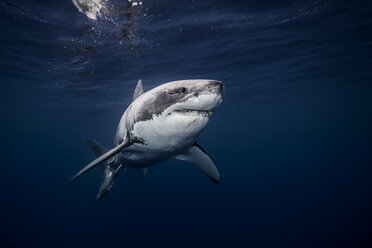 Unterwasseransicht eines weißen Hais, der im blauen Meer schwimmt, Sinaloa, Mexiko - ISF06219