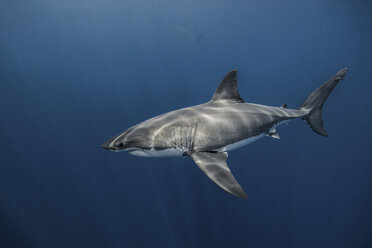 Unterwasseransicht eines weißen Hais, der im blauen Meer schwimmt, Campeche, Mexiko - ISF06220