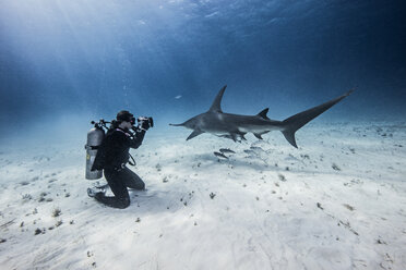 Unterwasseransicht einer Taucherin, die große Hammerhaie vom Meeresboden aus fotografiert, Bimini, Bahamas - ISF06222