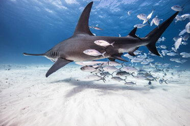 Underwater view of great hammerhead shark and baitfish, Bahamas - ISF06223