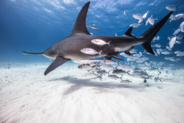 Unterwasseransicht eines großen Hammerhais und eines Köderfisches, Bahamas - ISF06223
