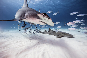 Unterwasseransicht eines großen Hammerhais, eines Ammenhais und eines Köderfisches, Bahamas - ISF06224