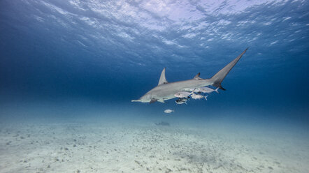 Underwater view of great hammerhead shark swimming above seabed, Bahamas - ISF06226