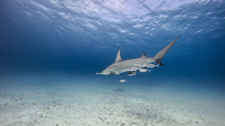 Unterwasseransicht eines großen Hammerhais, der über dem Meeresboden schwimmt, Bahamas - ISF06226