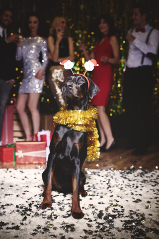 Porträt eines Hundes auf einer Party, der Santa Deely Boppers trägt, mit einer tanzenden Gruppe von Menschen im Hintergrund, lizenzfreies Stockfoto