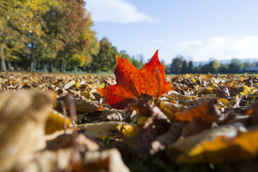 Herbstblätter, die das Gras bedecken, ein tief gefärbtes Blatt leuchtet in der Sonne - CUF13456