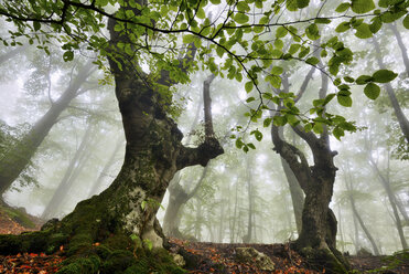 Niedriger Blickwinkel auf einen nebligen Wald, Krim, Ukraine - CUF13464
