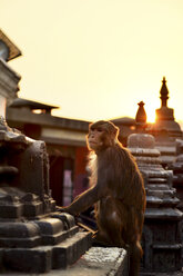 Swayambhunath, der Affentempel, Kathmandu, Nepal - CUF13467