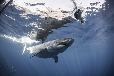 Weißer Hai nähert sich einem Köder vor einem für Taucher aufgestellten Käfig, Insel Guadalupe, Mexiko - CUF13480