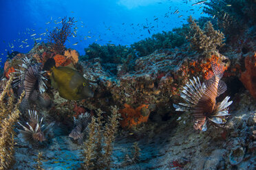 Rotfeuerfisch am Riff, Cancun, Mexiko - CUF13481