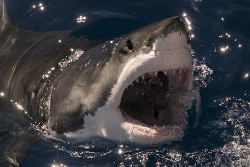Weißer Hai verpasst einen Köder und bricht mit weit geöffnetem Maul an die Oberfläche, Insel Guadalupe, Mexiko - CUF13482