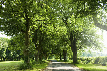 Landschaft mit baumbestandener Landstraße - CUF13492