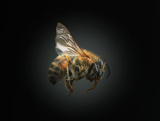 Biene vor schwarzem Hintergrund - CUF13493
