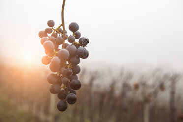 Weintrauben und Weinberg im Nebel, Weinregion Barolo, Langhe, Piemont, Italien - CUF13512