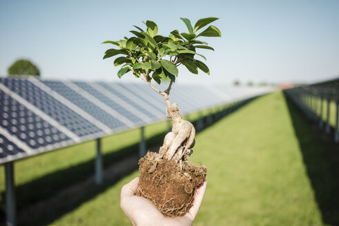 Männliche Hand hält Liguster, Solaranlage - MOEF01119