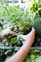 Woman holding herb in pot, close up - CUF13777