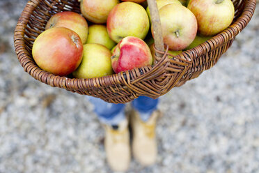 Basket full of homegrown apples, high angle - CUF13823