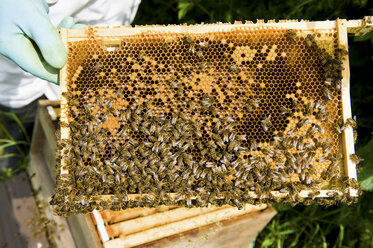 Beschnittene Ansicht eines Imkers, der einen Bienenstock kontrolliert - CUF14008