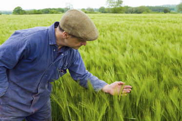 Landwirt inspiziert grünes Gerstenfeld - CUF14052