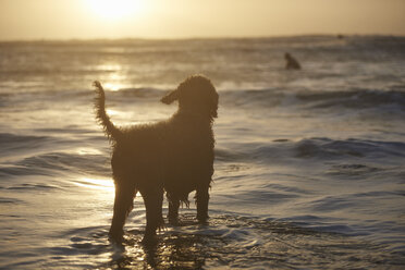 Silhouette eines Hundes, der einen Surfer im Meer beobachtet, Devon, England, UK - CUF14334