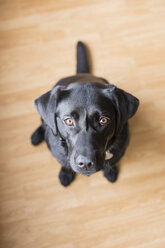 Overhead-Porträt einer schwarzen Labradorhündin, die auf dem Boden sitzt - CUF14416