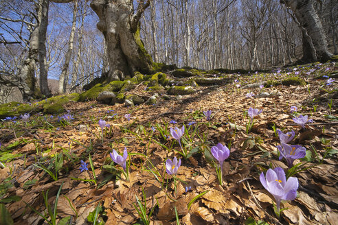 Italien, Umbrien, Monte Catria, Krokus im Vorfrühling im Apennin - LOMF00716