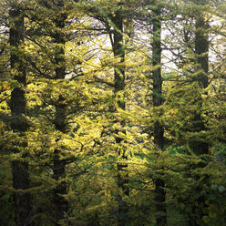 Vergilbendes Laub im sonnenbeschienenen Herbstwald - CUF14679