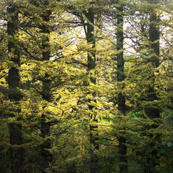 Yellowing foliage in sunlit autumn forest - CUF14679