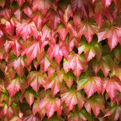 Wand aus roten und grünen Herbstblättern - CUF14681