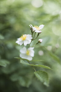 Weißes Blassrosa - CZF00327