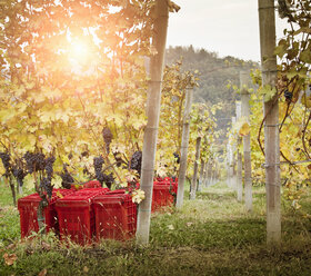 Dämmerung im Weinberg, rote Trauben von Nebbiolo, Barolo, Langhe, Cuneo, Piemont, Italien - CUF15515