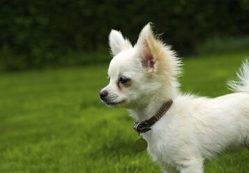 Langhaariger Chihuahua im Gras stehend - CUF15590