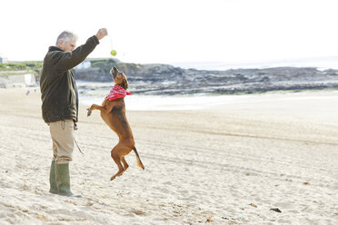 Mann und Hund am Strand, Constantine Bay, Cornwall, UK - CUF15826