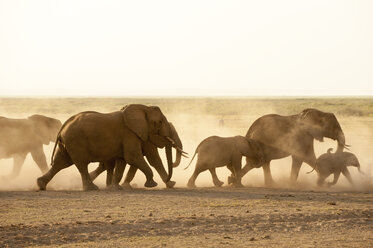 African elephants (Loxodonta africana), Amboseli National Park, Kenya, Africa - CUF16138