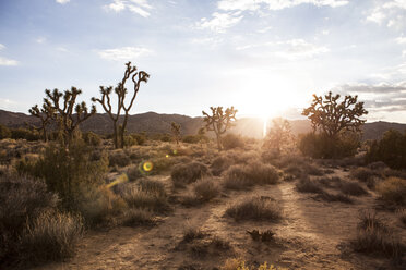 Landscape view of Joshua Tree national park at dawn, California, USA - CUF16141