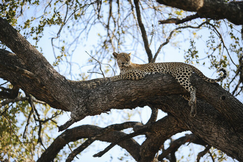 Leopard im Baum, Krüger-Nationalpark, Südafrika - CUF16146