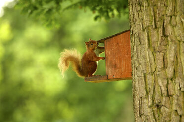 Seitenansicht eines roten Eichhörnchens (Sciurus vulgaris), das in eine am Baumstamm befestigte Futterstelle greift - CUF16147
