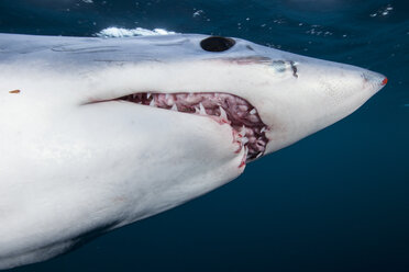 Underwater view of shortfin mako shark (Isurus oxyrinchus) with open mouth, West Coast, New Zealand - CUF16812