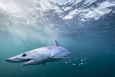 Underwater view of menacing shortfin mako shark (Isurus oxyrinchus) swimming in sea, West Coast, New Zealand - CUF16814