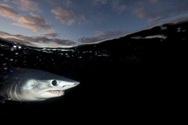 Underwater view of shortfin mako shark (Isurus oxyrinchus) swimming near dark sea surface, West Coast, New Zealand - CUF16815