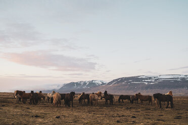 Island, Nordisland, Islandpferde - KKAF01112