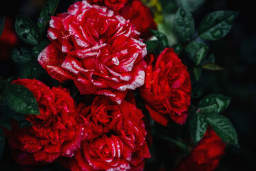 Close-up of red roses - MJF02264