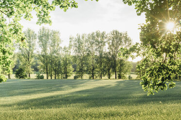 Trees and rural field in backlight - MJF02266