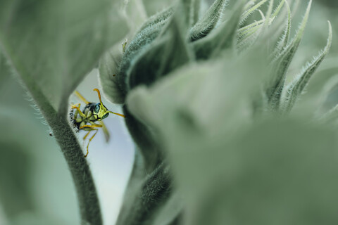 Male paper wasp on sunflower leaf stock photo