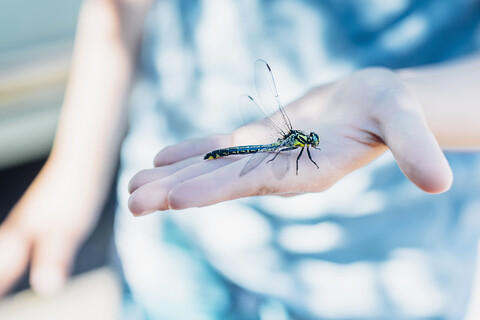 Dragonfly on boy's hand stock photo