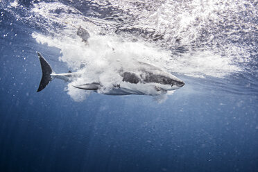 Underwater side view of great white shark splashing in ocean - ISF06420