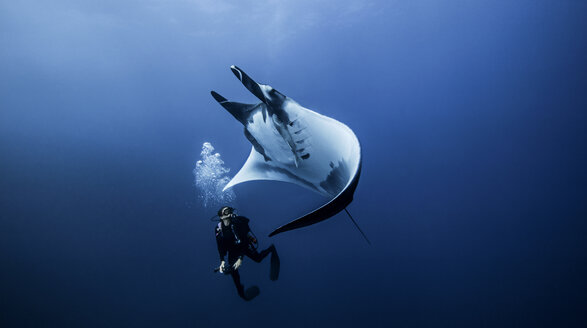 Riesenmanta-Rochen mit Taucher auf der Insel Roca Partida, Socorro, Mexiko - ISF06456